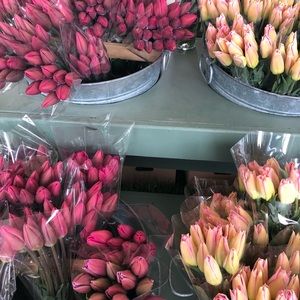 Meet your Posher, Elvira